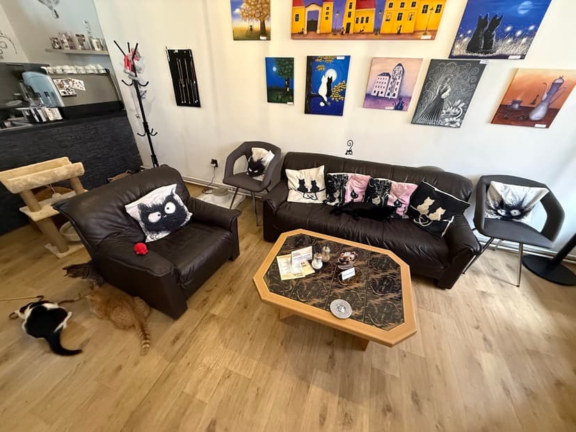 Kočičí kavárna / Cat Cafe / Katzencafé 7