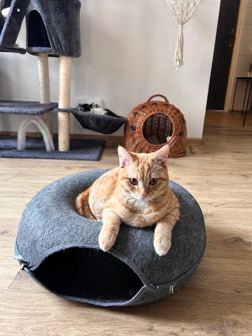 Kočičí kavárna / Cat Cafe / Katzencafé 9