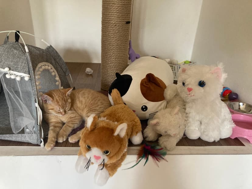Kočičí kavárna / Cat Cafe / Katzencafé 5