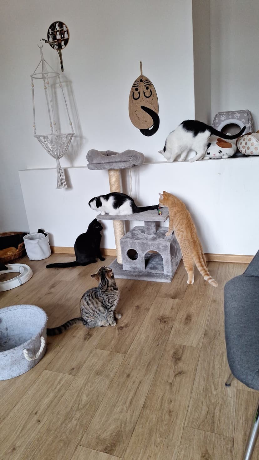 Kočičí kavárna / Cat Cafe / Katzencafé 8