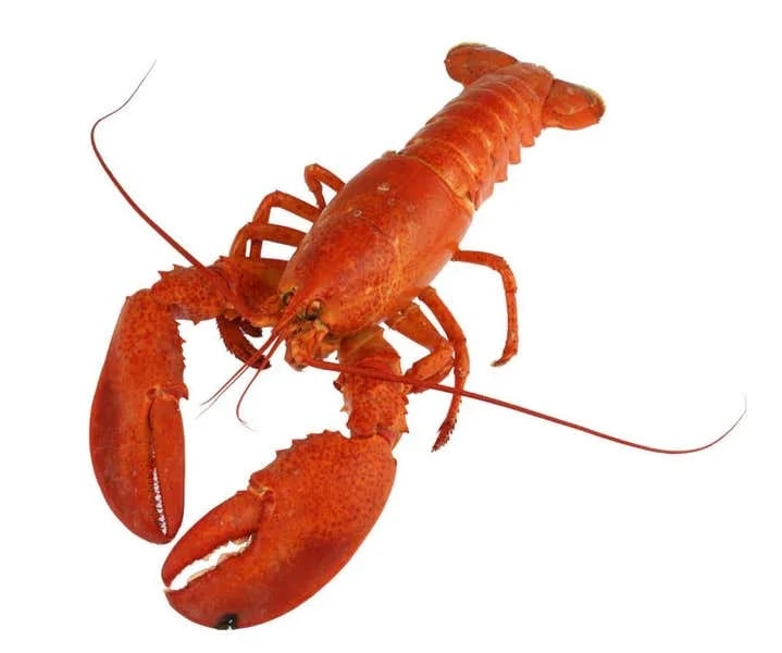 Rak červený celý 28/35