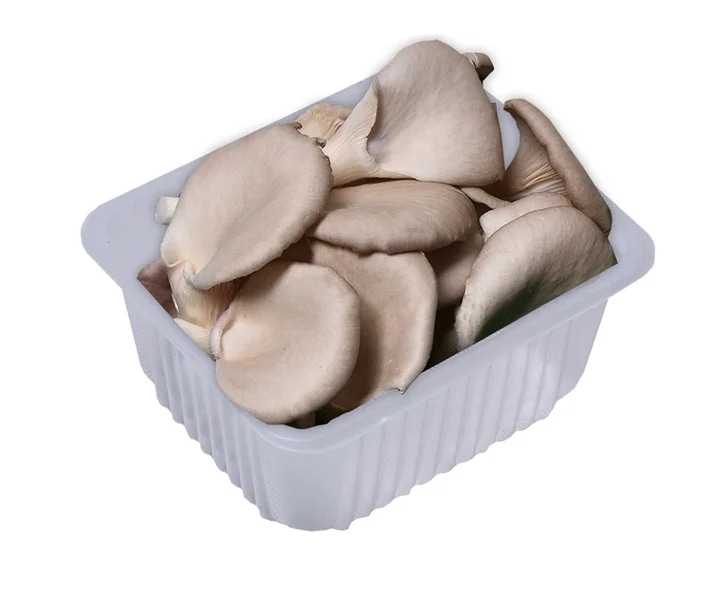 Hlíva ústřičná, vanička