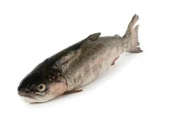 Pstruh duhový kuchaný 200- mraž.