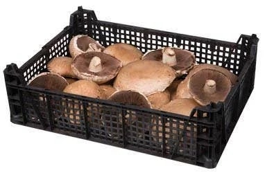 Žampiony Portobello