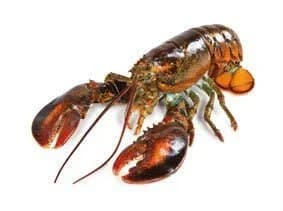 Humr americký Select II chlazený