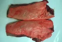 Maso dančí, hřbet