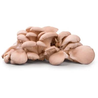 METRO Chef Hlíva ústřičná I. CZ čerstvá 1,