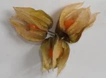 Physalis, bobule