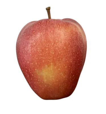 jablko Gloster