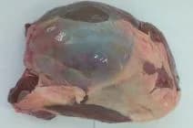 Maso jelení (jelen lesní), kýta