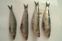 Sardinka evropská