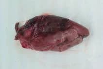 Maso srnčí, hřbet