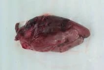 Maso srnčí, hřbet